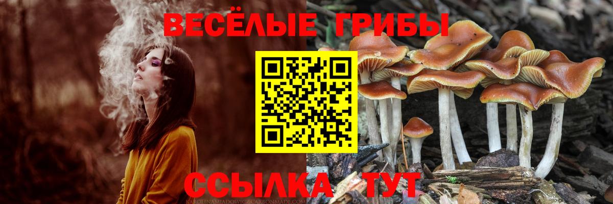 Галлюциногенные грибы Psilocybe Красноярск